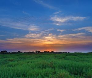 Preview wallpaper salicornia, field, sunset, horizon, grass, sky, clouds