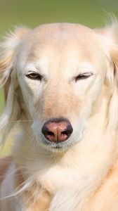 Preview wallpaper saluki, dogs, face, wind, grass