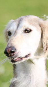 Preview wallpaper saluki, dogs, face, eyes, hairy