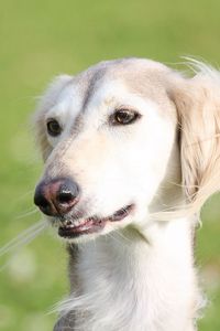 Preview wallpaper saluki, dogs, face, eyes, hairy
