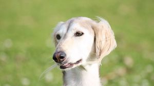 Preview wallpaper saluki, dogs, face, eyes, hairy