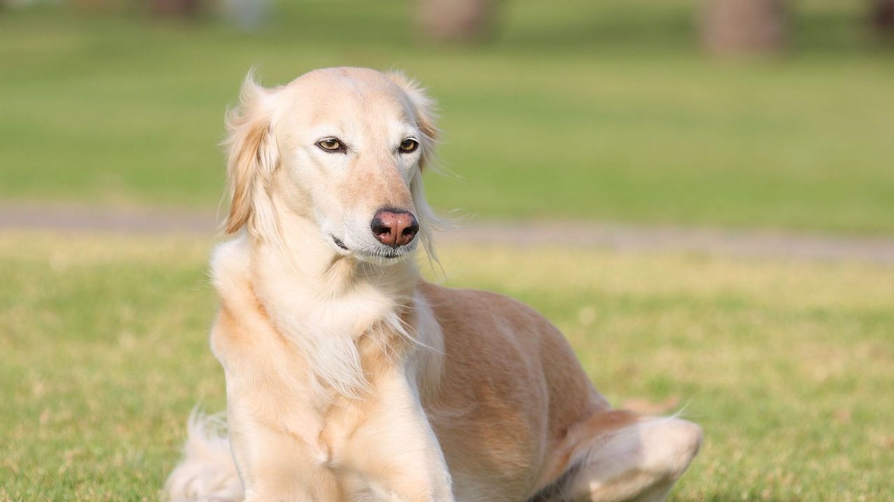 Wallpaper saluki, dogs, grass, lie down, rest, sight