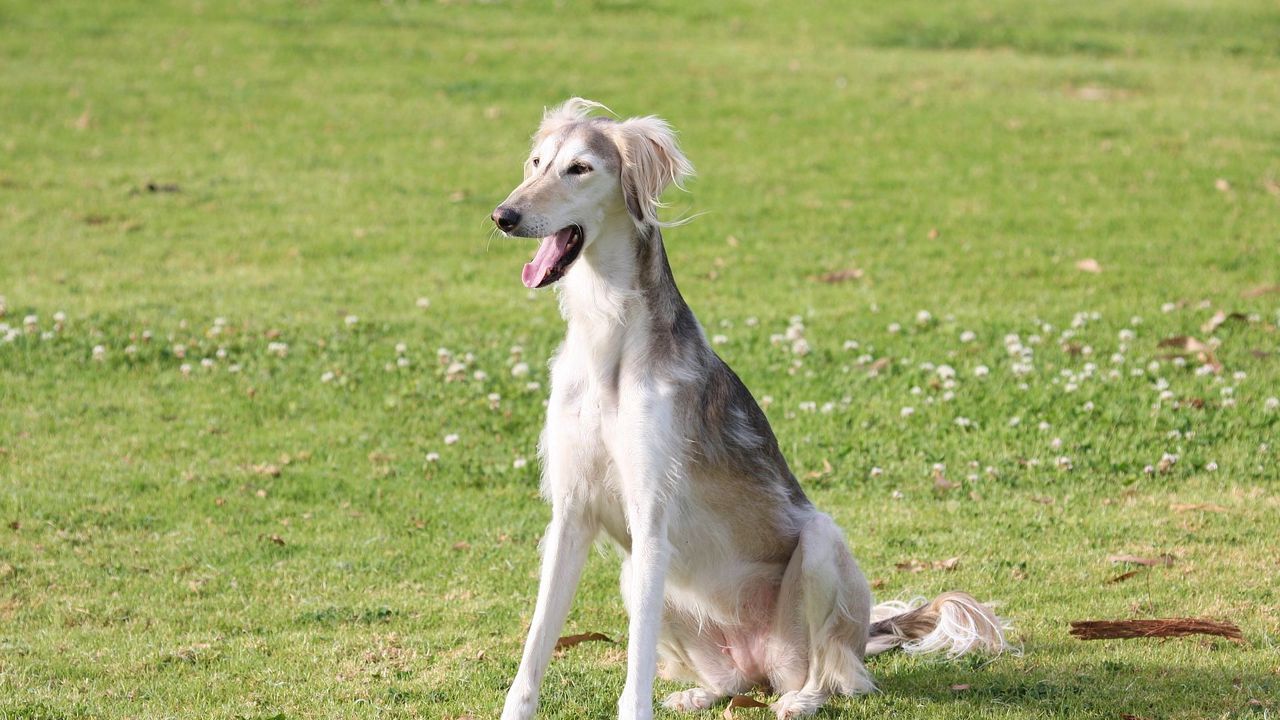 Wallpaper saluki, dogs, yawn, color, grass