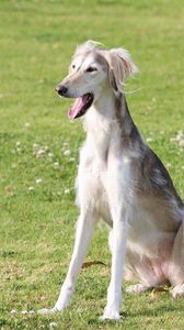 Preview wallpaper saluki, dogs, yawn, color, grass