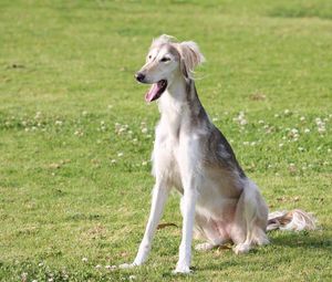 Preview wallpaper saluki, dogs, yawn, color, grass