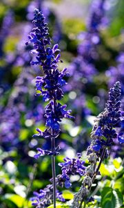 Preview wallpaper salvia, flowers, inflorescence, blue, blur