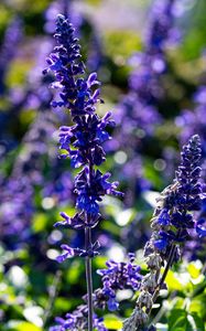 Preview wallpaper salvia, flowers, inflorescence, blue, blur