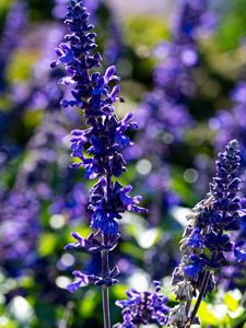 Preview wallpaper salvia, flowers, inflorescence, blue, blur