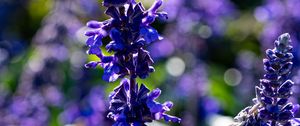 Preview wallpaper salvia, flowers, inflorescence, blue, blur