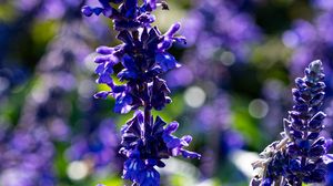 Preview wallpaper salvia, flowers, inflorescence, blue, blur