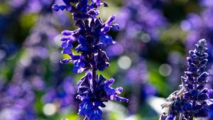 Preview wallpaper salvia, flowers, inflorescence, blue, blur