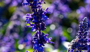 Preview wallpaper salvia, flowers, inflorescence, blue, blur