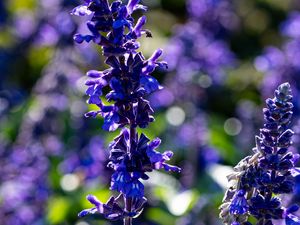 Preview wallpaper salvia, flowers, inflorescence, blue, blur