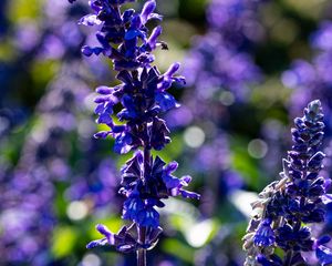 Preview wallpaper salvia, flowers, inflorescence, blue, blur