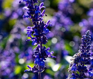 Preview wallpaper salvia, flowers, inflorescence, blue, blur