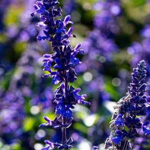 Preview wallpaper salvia, flowers, inflorescence, blue, blur