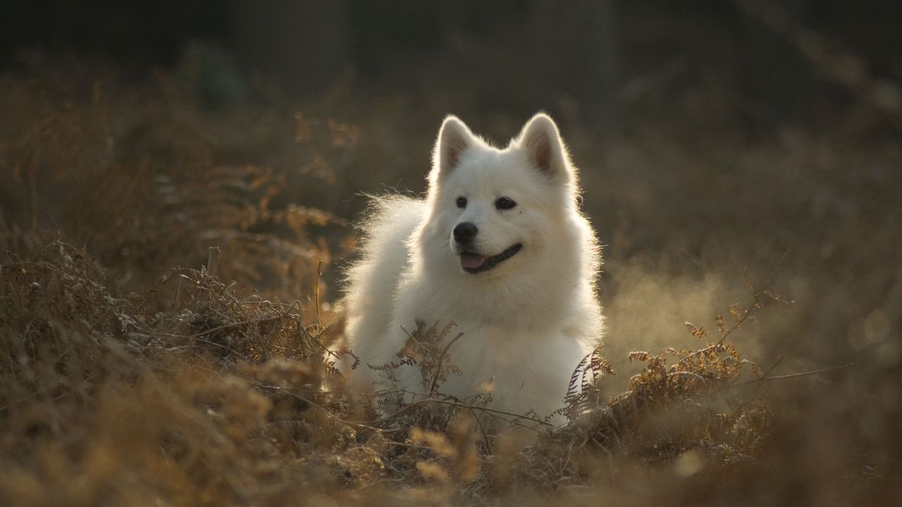 Wallpaper samoyed dog, dog, cute, protruding tongue