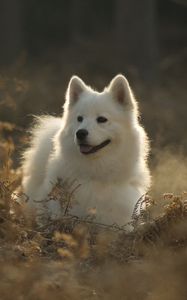 Preview wallpaper samoyed dog, dog, cute, protruding tongue