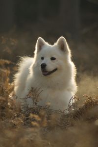 Preview wallpaper samoyed dog, dog, cute, protruding tongue