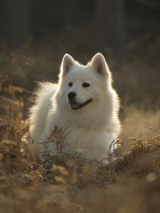 Preview wallpaper samoyed dog, dog, cute, protruding tongue