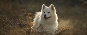 Preview wallpaper samoyed dog, dog, cute, protruding tongue