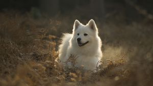 Preview wallpaper samoyed dog, dog, cute, protruding tongue