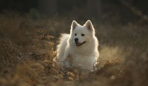 Preview wallpaper samoyed dog, dog, cute, protruding tongue