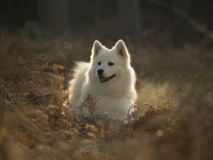 Preview wallpaper samoyed dog, dog, cute, protruding tongue