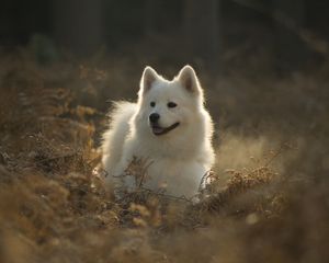 Preview wallpaper samoyed dog, dog, cute, protruding tongue