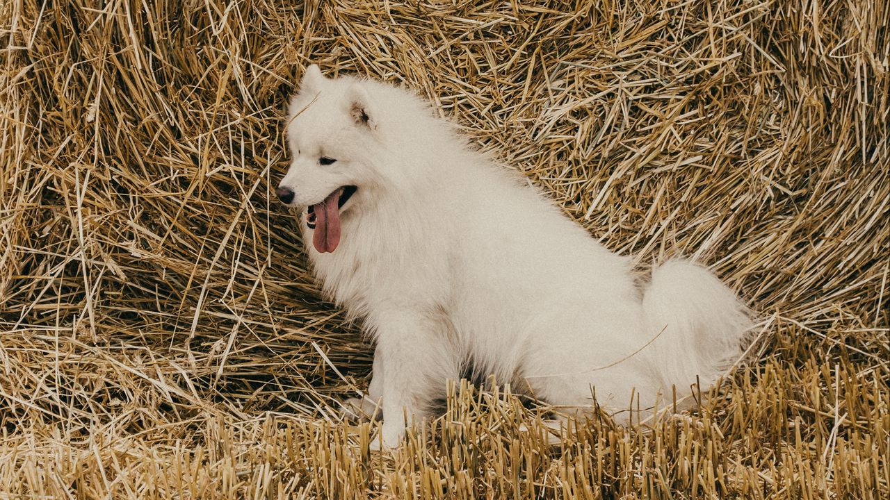 Wallpaper samoyed dog, dog, cute, protruding tongue, hay