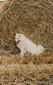 Preview wallpaper samoyed dog, dog, cute, protruding tongue, hay