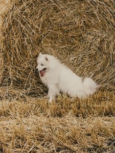 Preview wallpaper samoyed dog, dog, cute, protruding tongue, hay