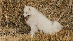 Preview wallpaper samoyed dog, dog, cute, protruding tongue, hay