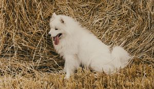 Preview wallpaper samoyed dog, dog, cute, protruding tongue, hay