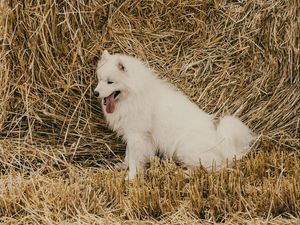 Preview wallpaper samoyed dog, dog, cute, protruding tongue, hay