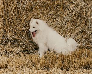 Preview wallpaper samoyed dog, dog, cute, protruding tongue, hay