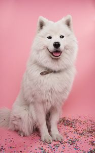 Preview wallpaper samoyed dog, dog, cute, protruding tongue, confetti