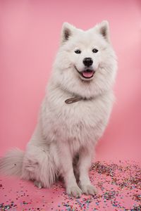 Preview wallpaper samoyed dog, dog, cute, protruding tongue, confetti