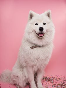 Preview wallpaper samoyed dog, dog, cute, protruding tongue, confetti