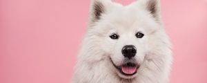 Preview wallpaper samoyed dog, dog, cute, protruding tongue, confetti