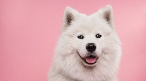Preview wallpaper samoyed dog, dog, cute, protruding tongue, confetti