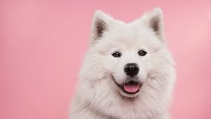 Preview wallpaper samoyed dog, dog, cute, protruding tongue, confetti