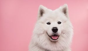 Preview wallpaper samoyed dog, dog, cute, protruding tongue, confetti