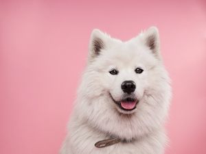 Preview wallpaper samoyed dog, dog, cute, protruding tongue, confetti