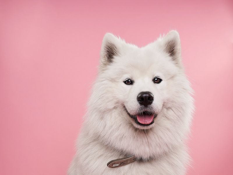 Download wallpaper 800x600 samoyed dog, dog, cute, protruding tongue,  confetti pocket pc, pda hd background
