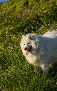 Preview wallpaper samoyed, dog, pet, grass