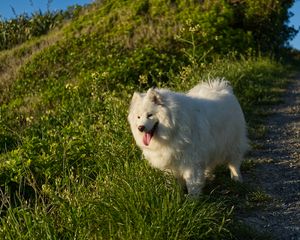 Preview wallpaper samoyed, dog, pet, grass