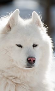 Preview wallpaper samoyed, dog, pet, fluffy, white