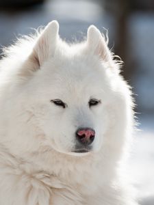 Preview wallpaper samoyed, dog, pet, fluffy, white