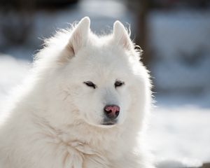 Preview wallpaper samoyed, dog, pet, fluffy, white